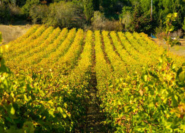 vignes