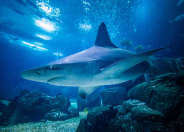 requin gris