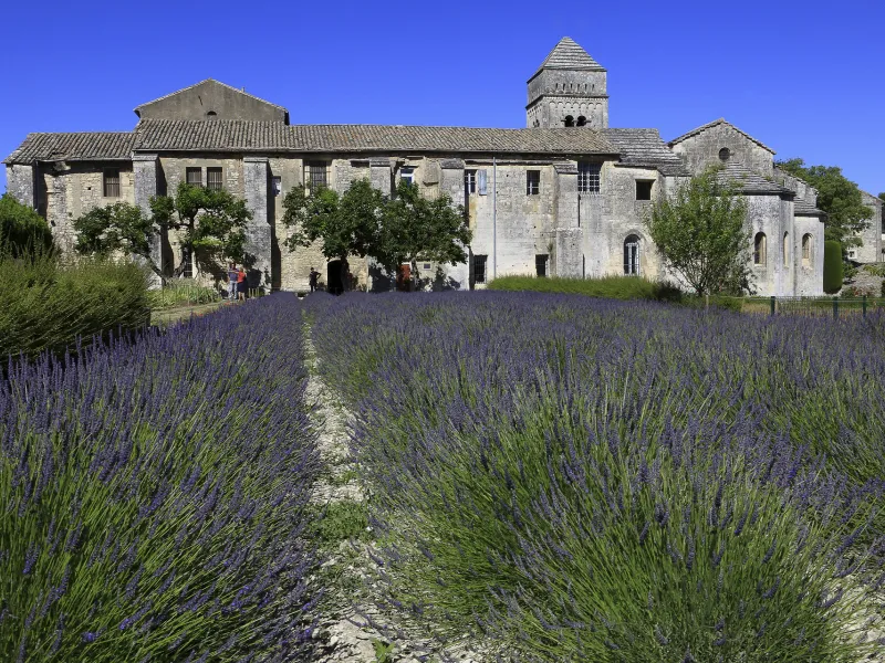 Champ de lavande devant le cloître Saint-Paul de Mausole