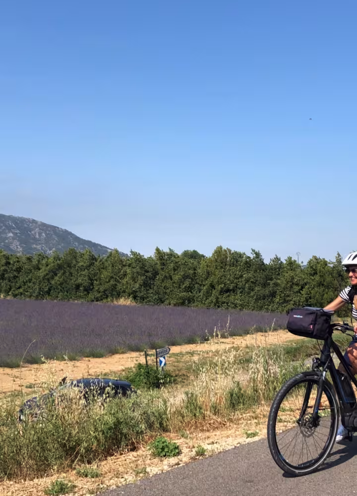 Champ de lavande et voyageurs à vélo
