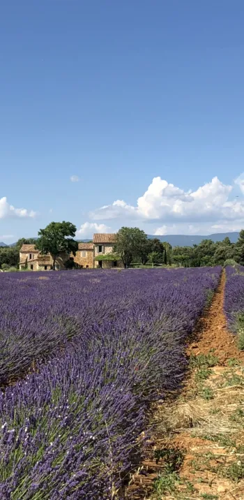 Champs de lavande