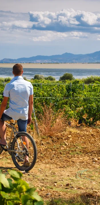Vignes et vélos