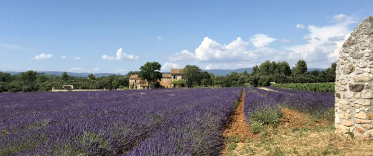 Champs de lavande