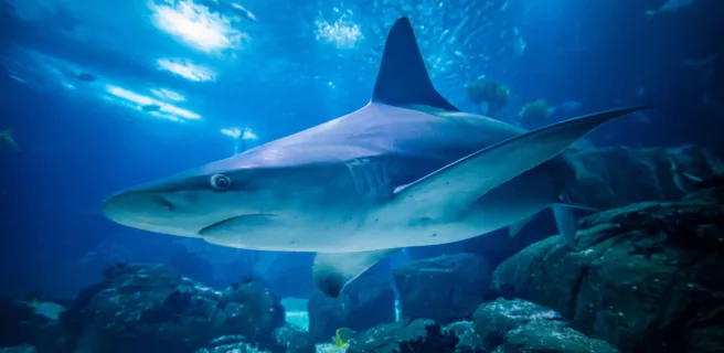 requin gris