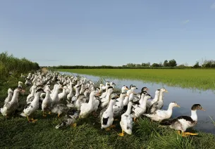 Canards dans une rizière