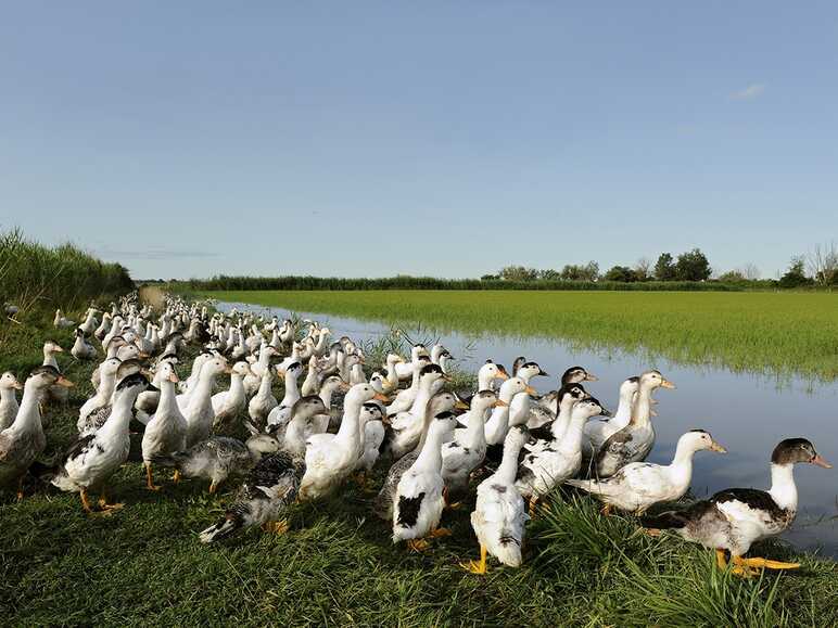 Canards dans une rizière