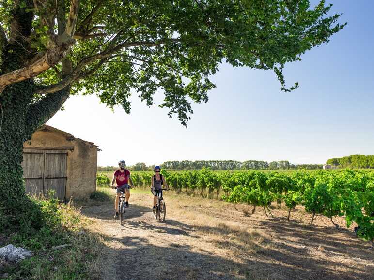 À vélo dans le vignoble